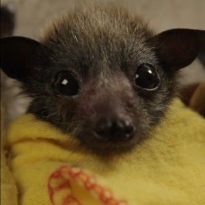 Meet your Posher, Delaney